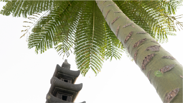Looking up through palm fronds towards a stone lantern