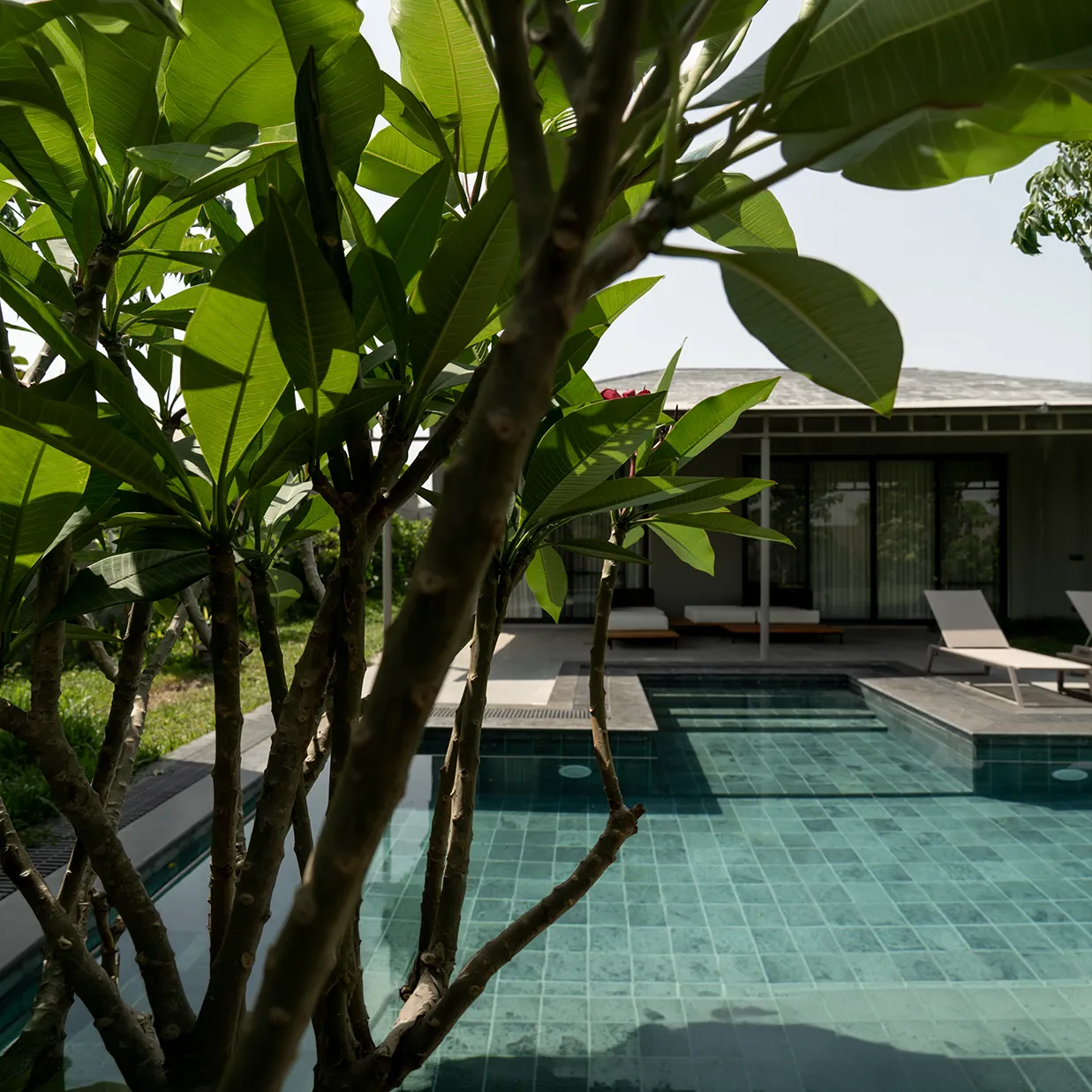 Plumeria leaves framing a still, green-tiled pool